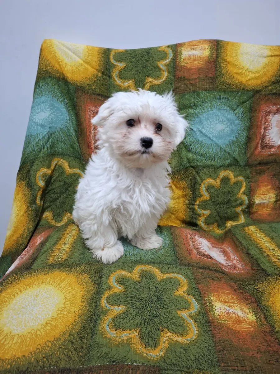 Muffin - Hund zur Adoption