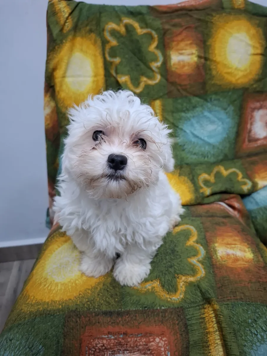 Lucy - Hund zur Adoption