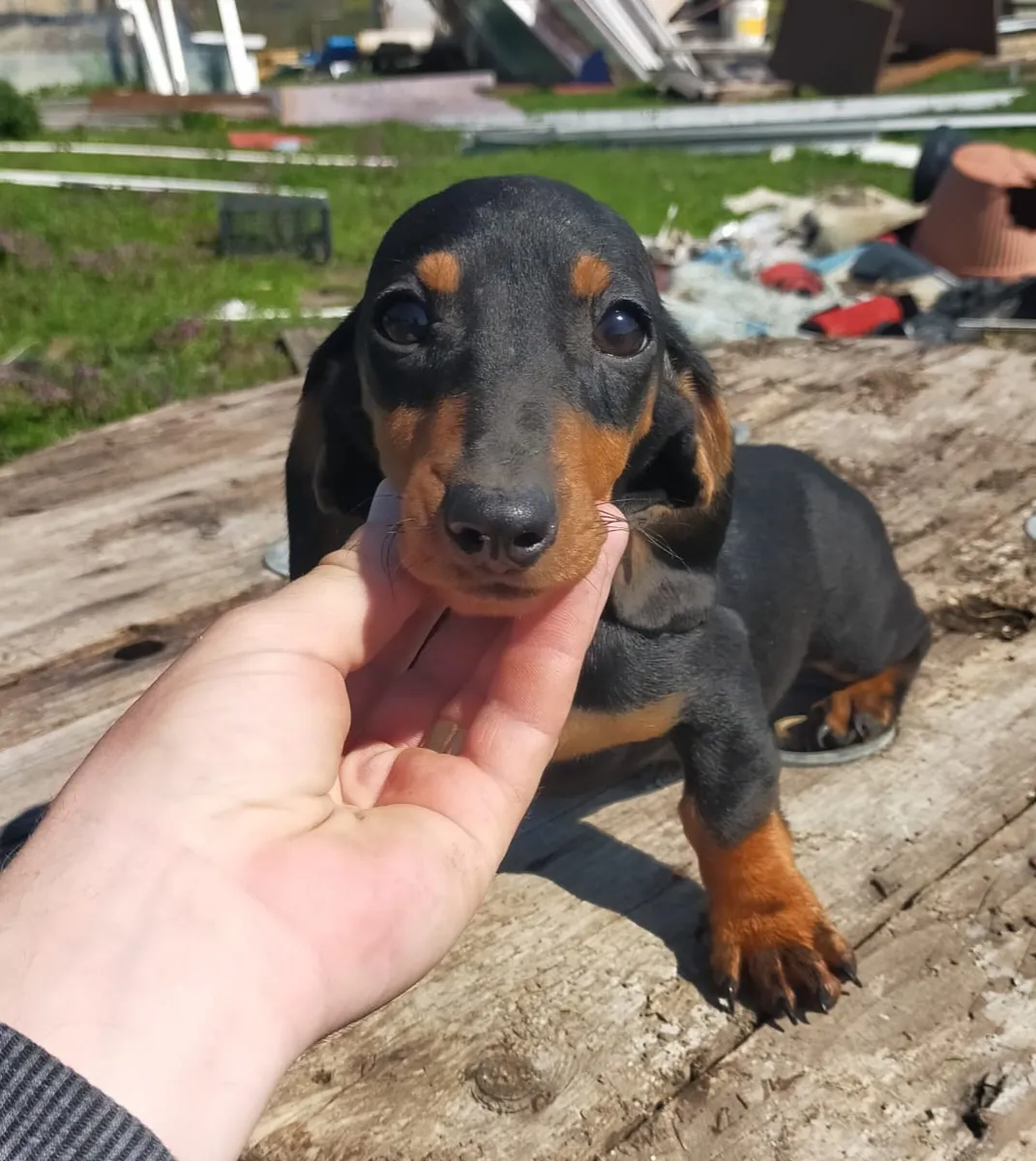 TRINE - Hund zur Adoption