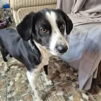 Cathy - Hund zur Adoption