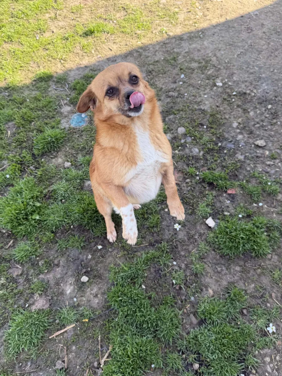 Kiwi - Hund zur Adoption