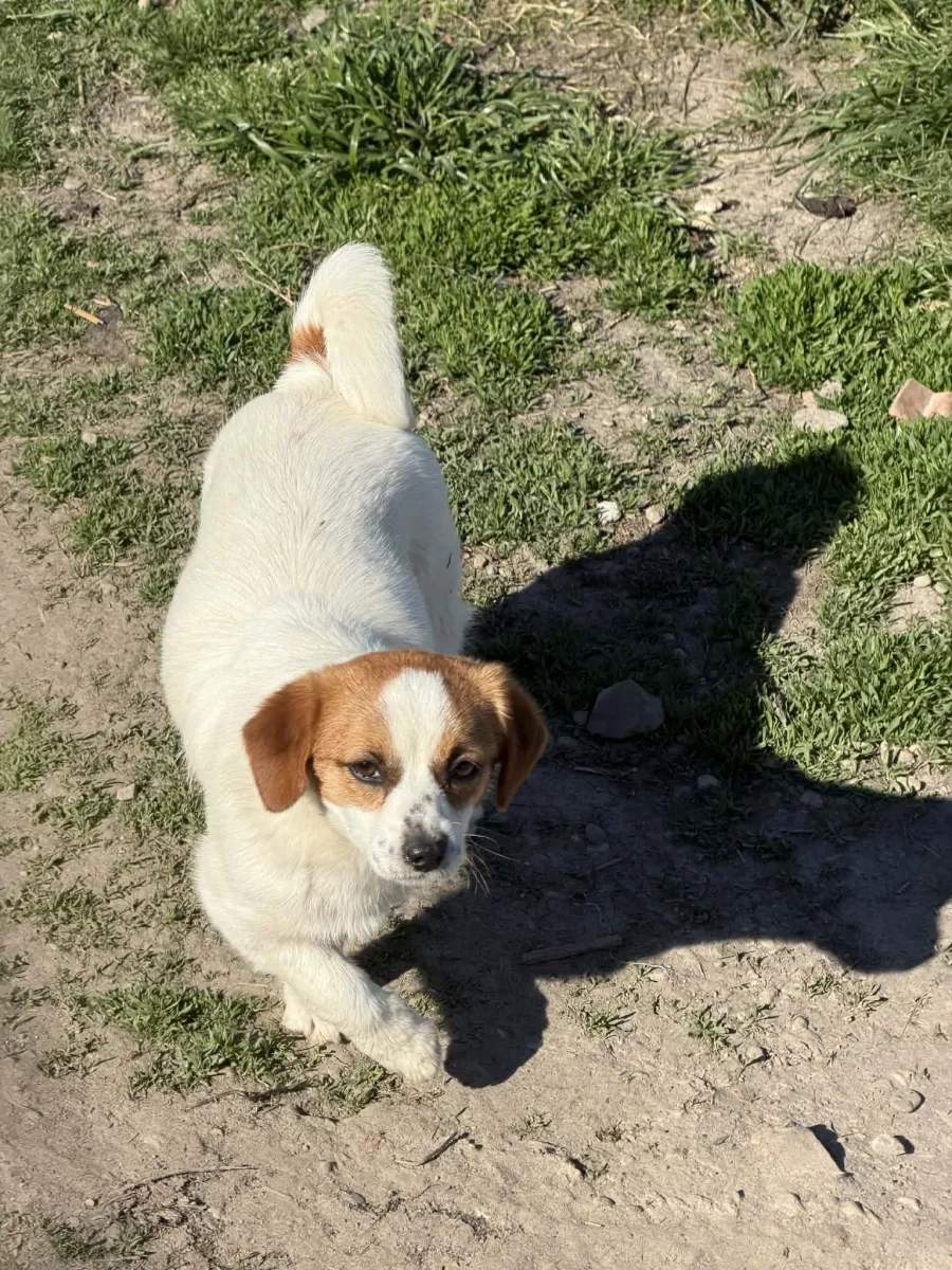 Pepe - Hund zur Adoption