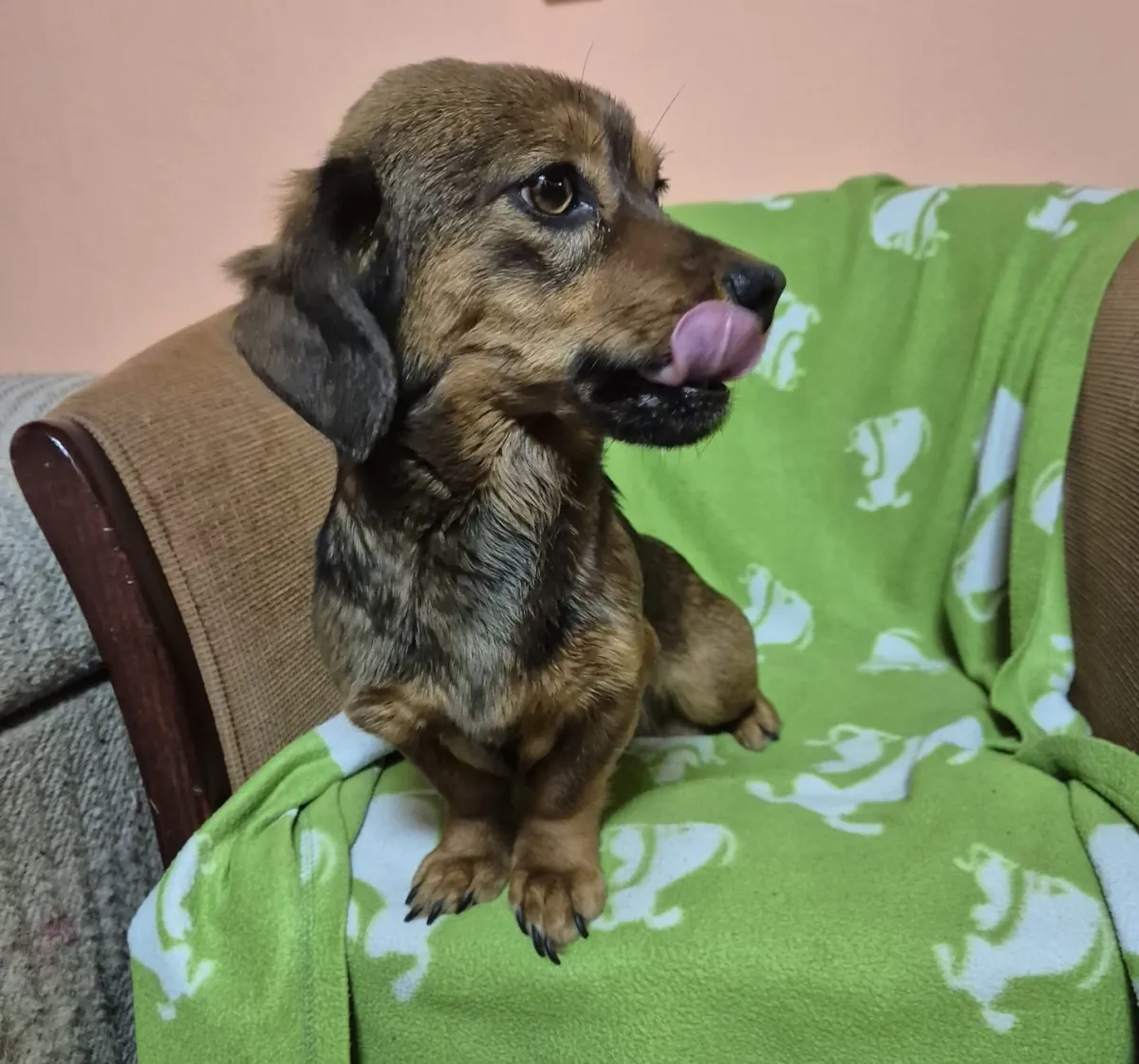 NOISETTE - Hund zur Adoption