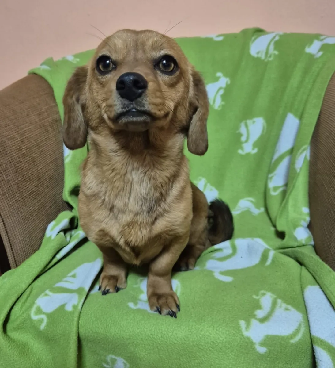 ARIELLE - Hund zur Adoption