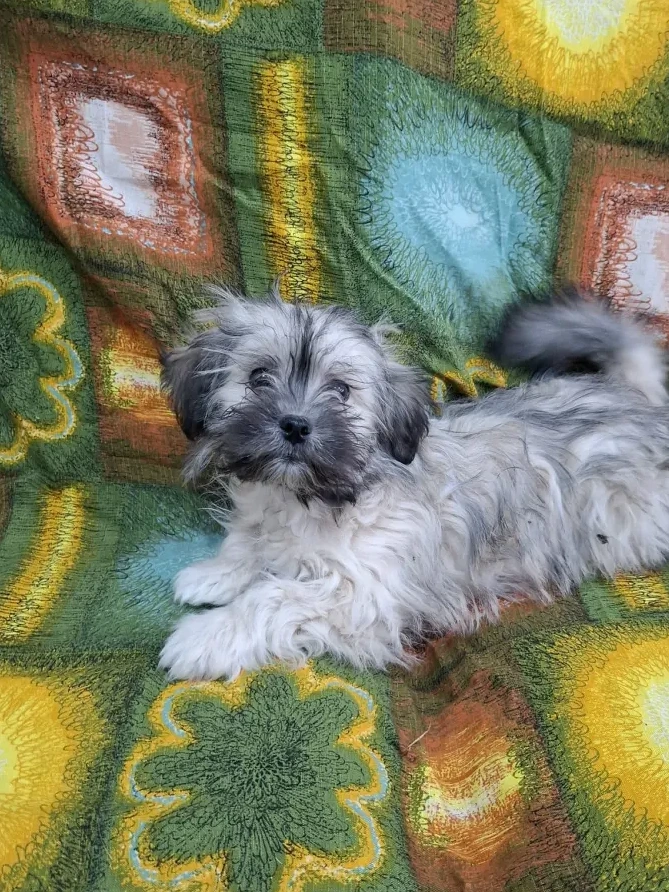 Brenda - Hund zur Adoption