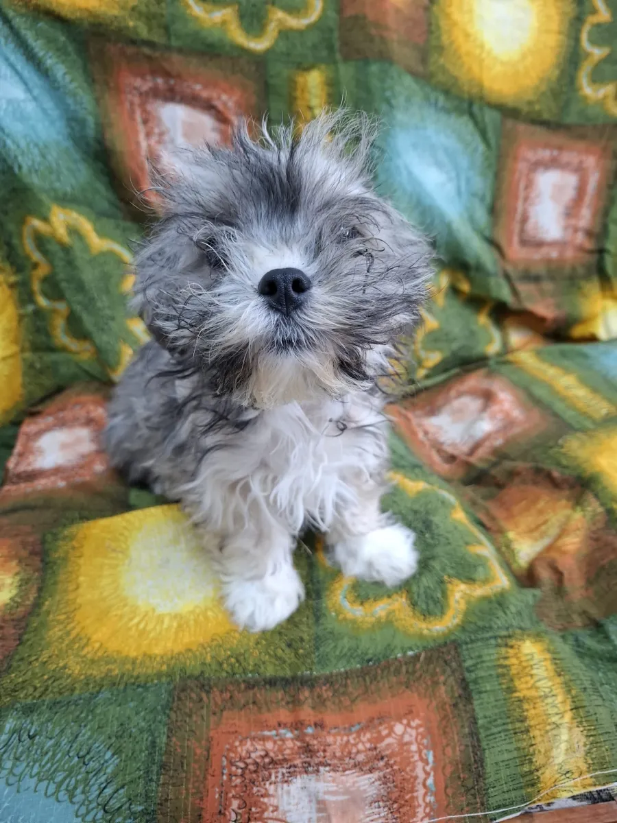 Pippa - Hund zur Adoption