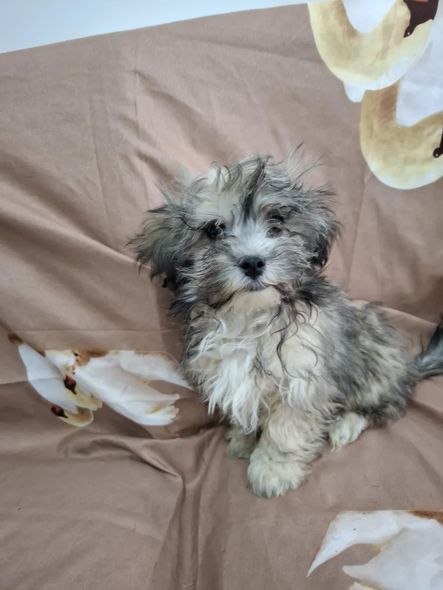 Amadeus - Hund zur Adoption