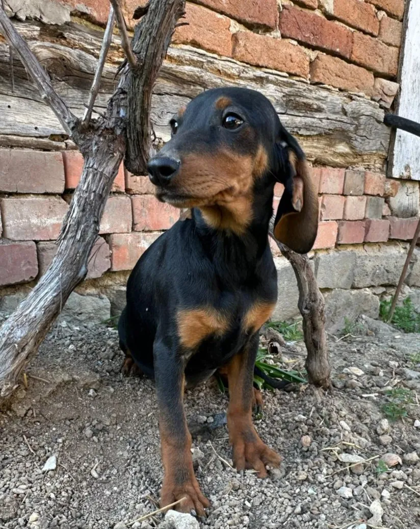 Pünktchen - Hund zur Adoption