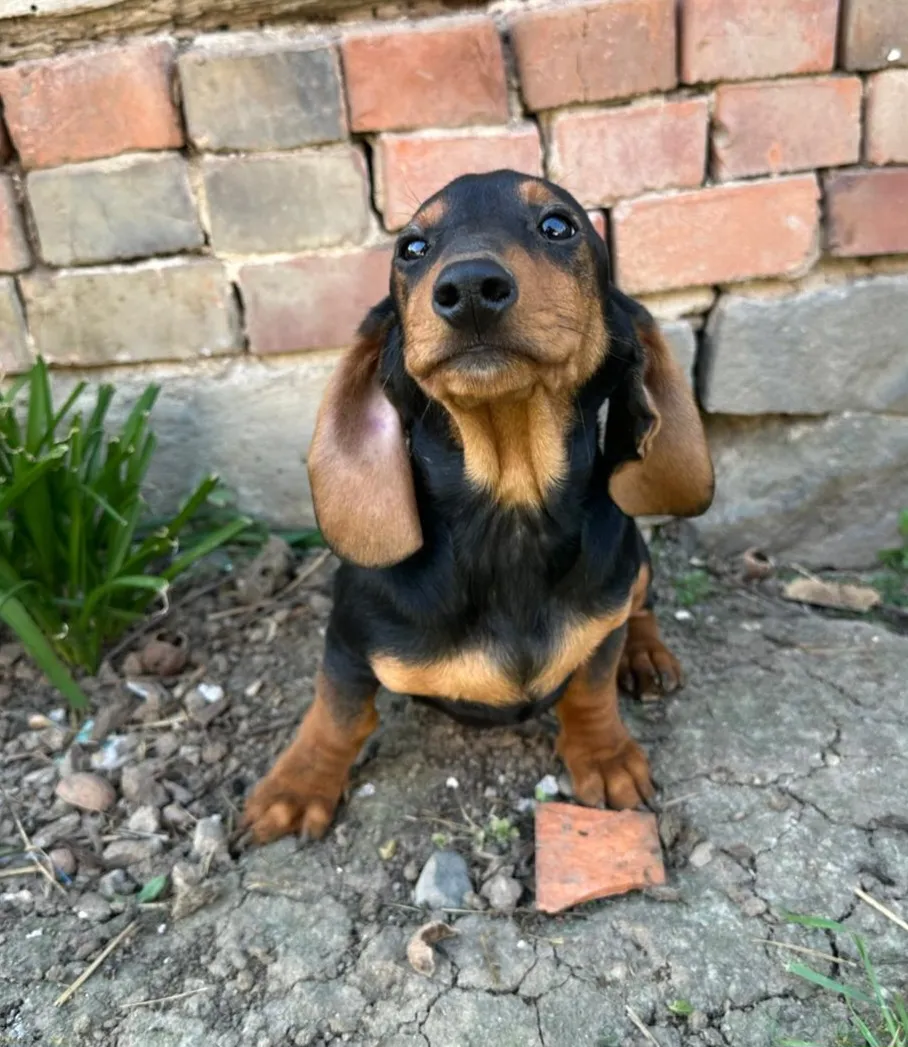 MOTTE - Hund zur Adoption