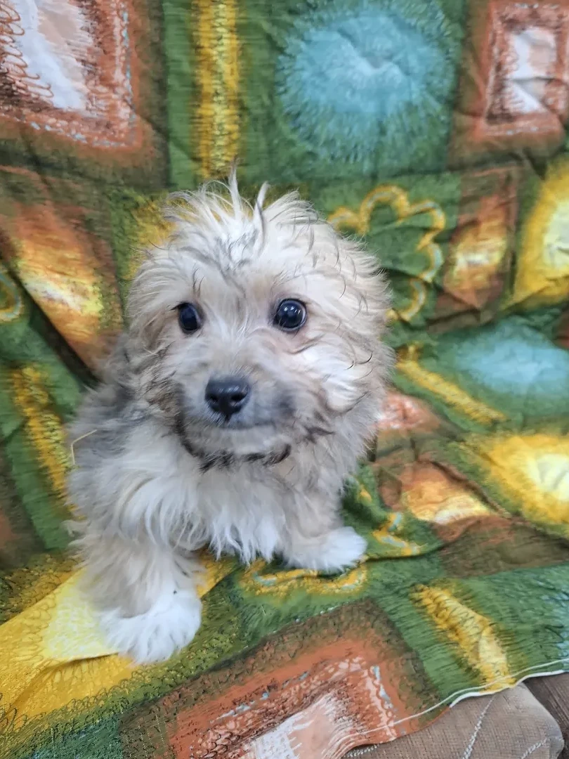 Rabea - Hund zur Adoption