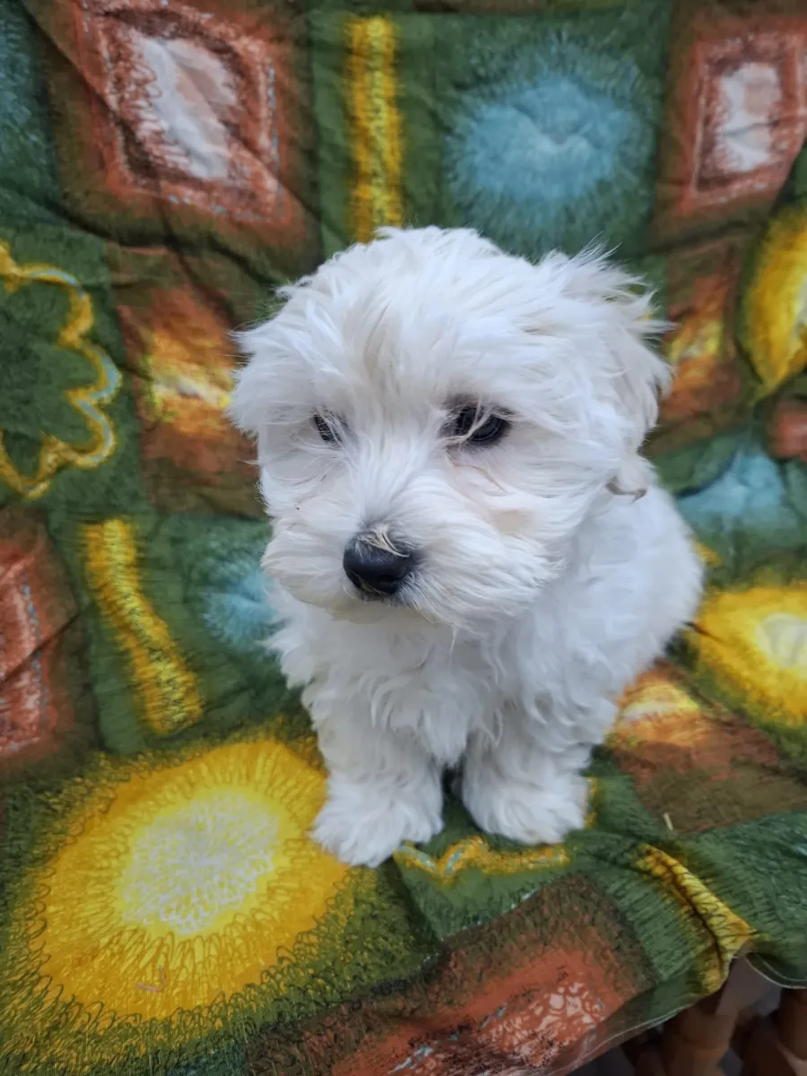 Ronny - Hund zur Adoption