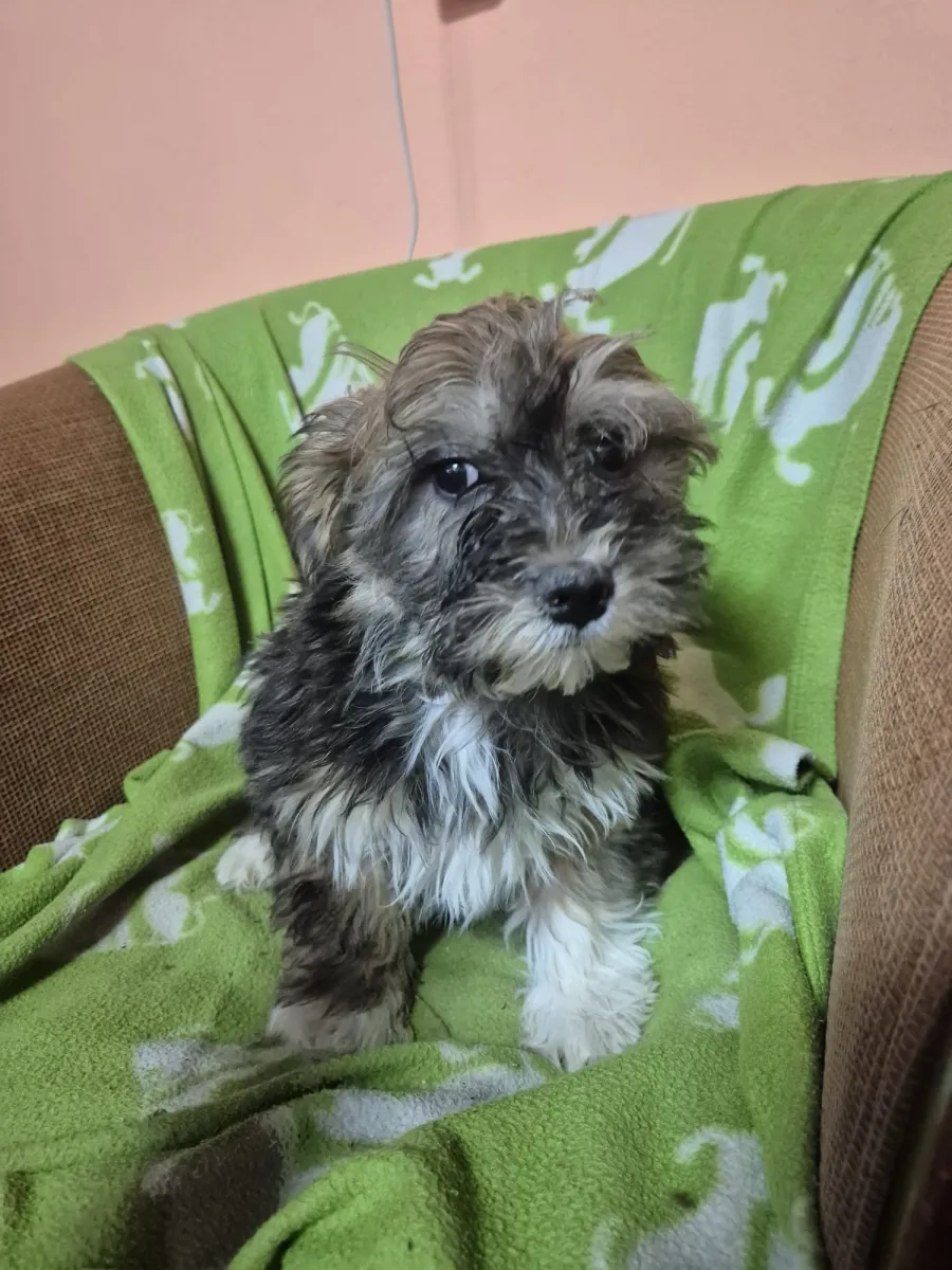 Olaf - Hund zur Adoption
