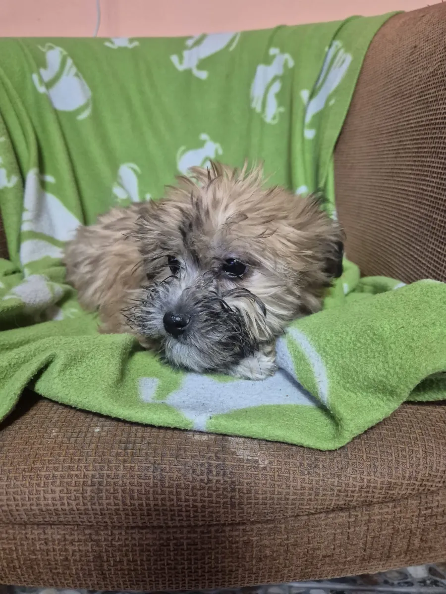 Vicky - Hund zur Adoption