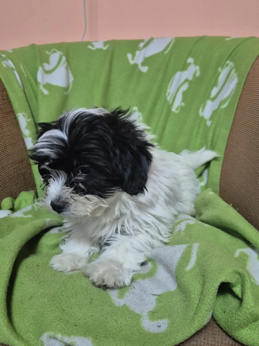 Lea - Hund zur Adoption