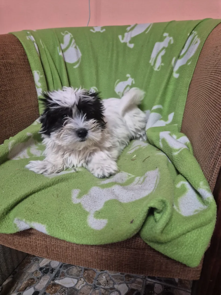 Bibi - Hund zur Adoption