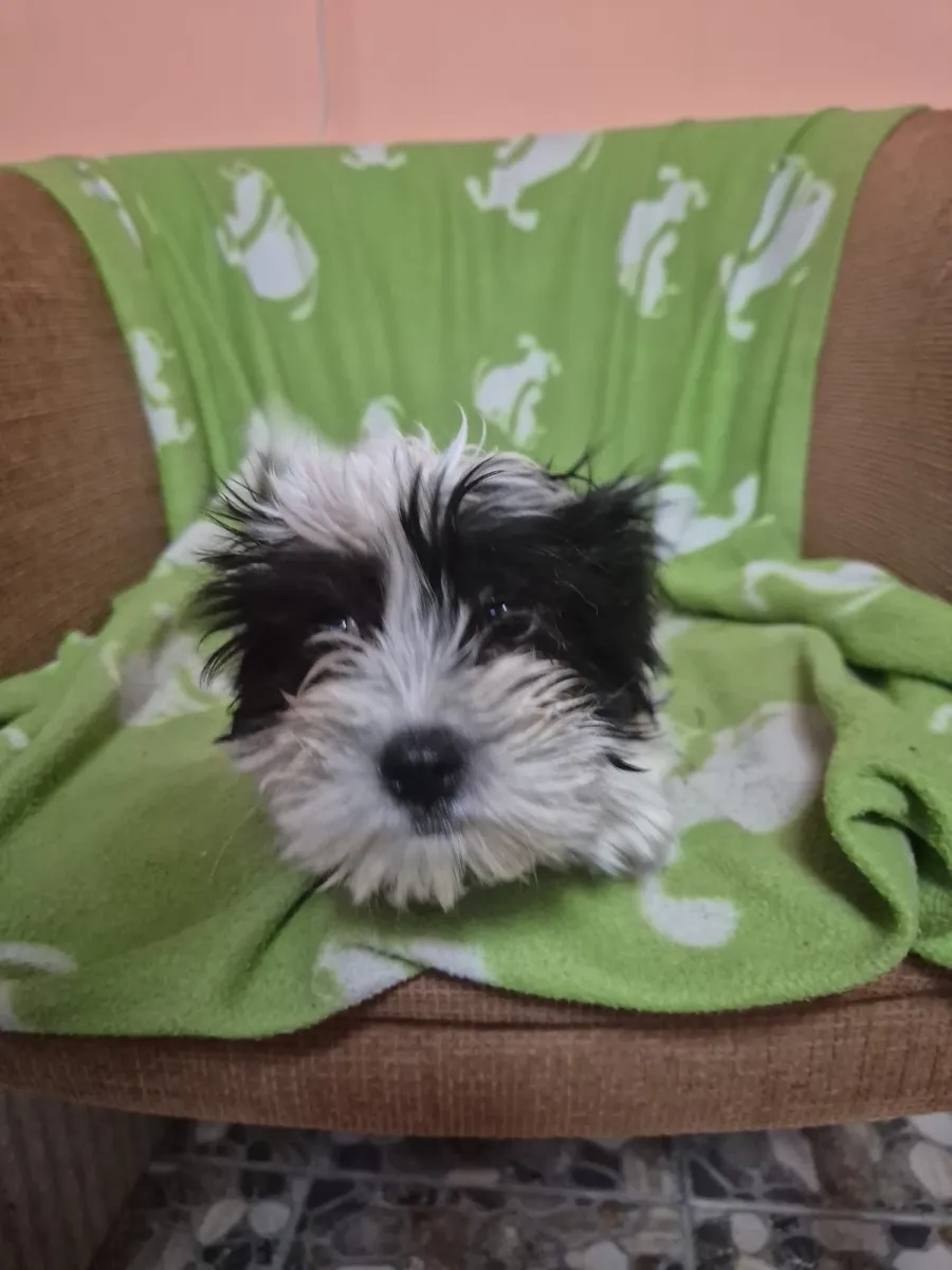 Bibi Foto 2