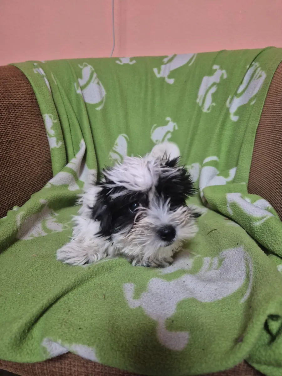 Bibi Foto 3