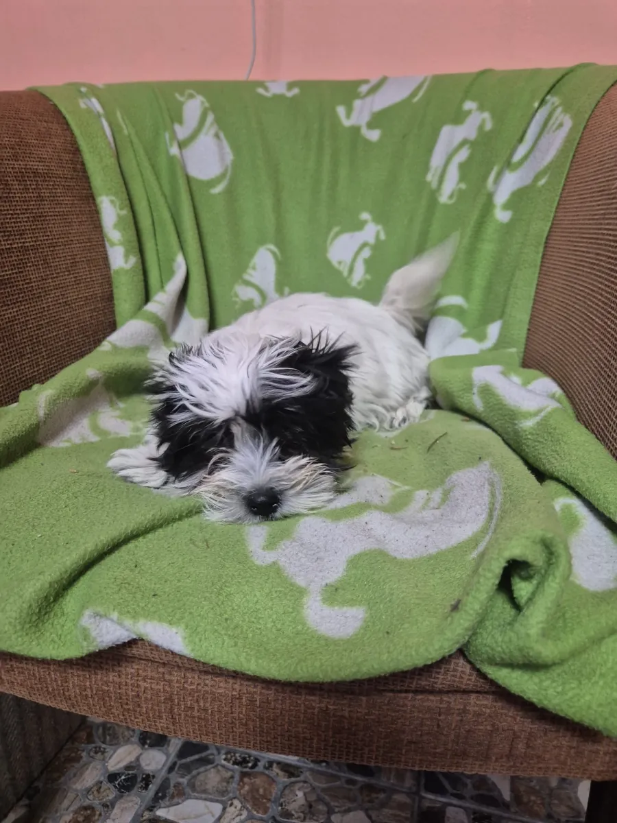 Bibi Foto 4