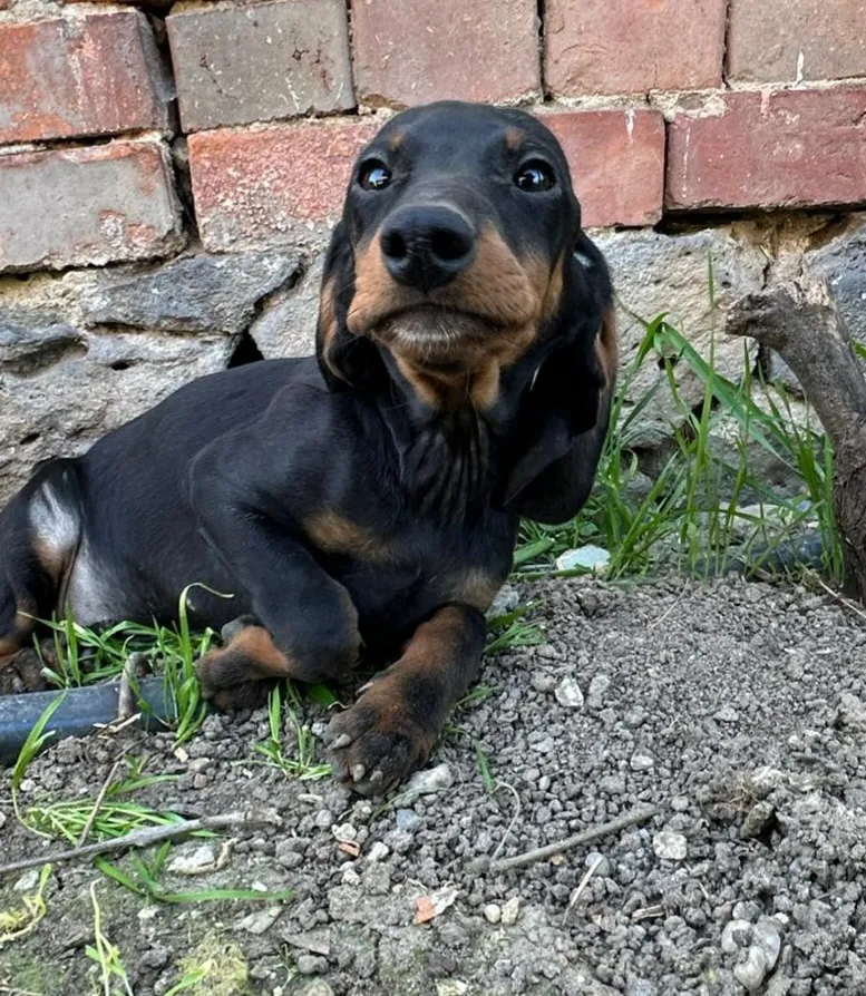 WILMA Foto 4