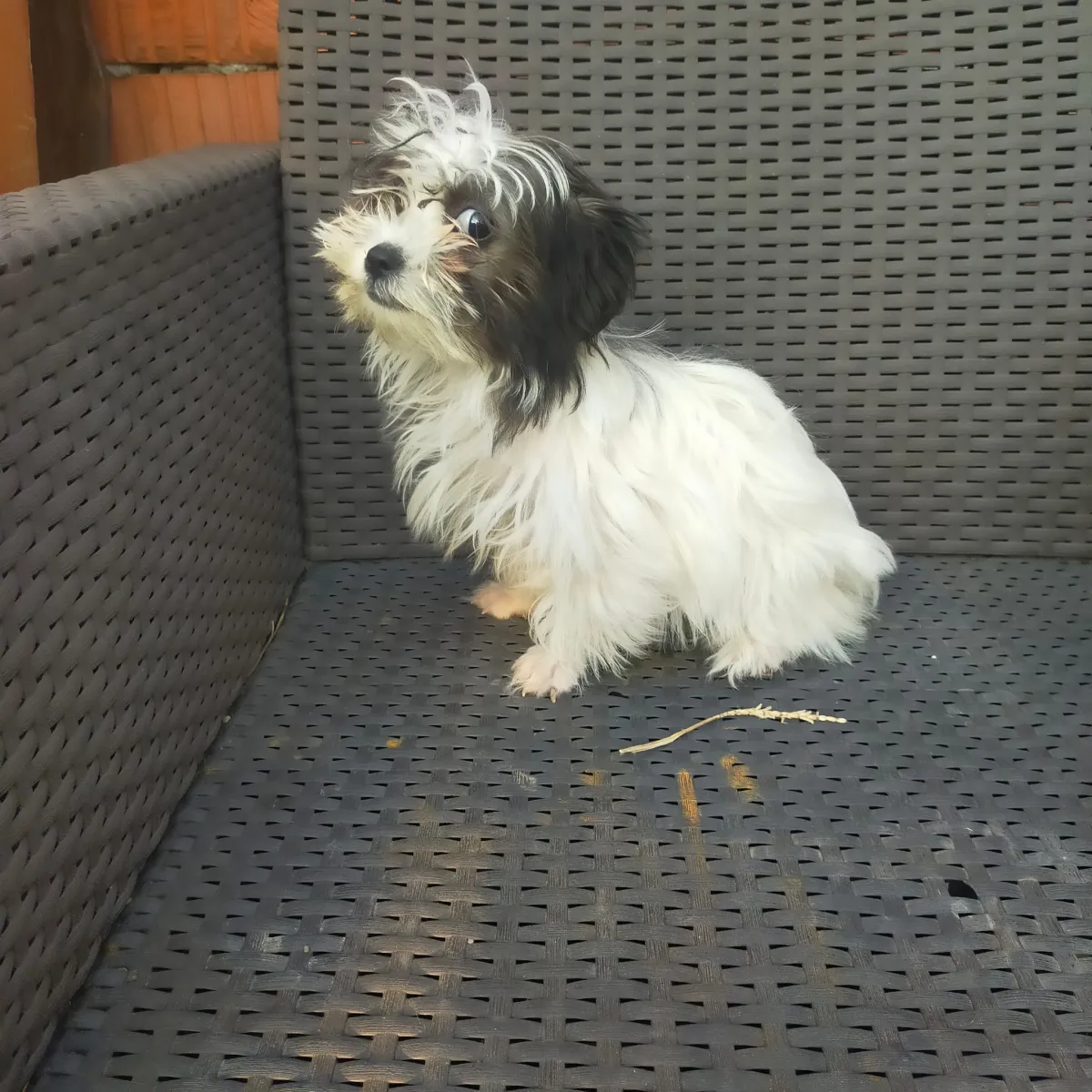 Cindy - Hund zur Adoption