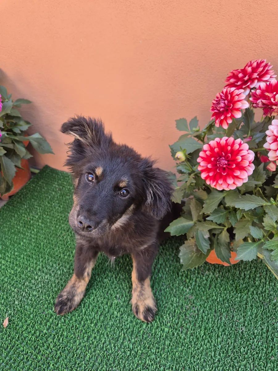 Senta  - Hund zur Adoption