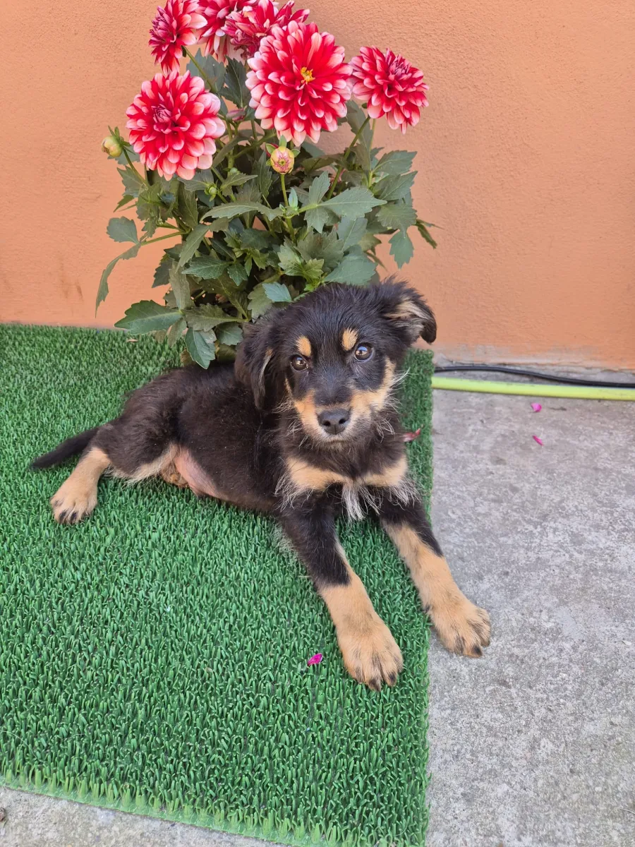 Sam - Hund zur Adoption