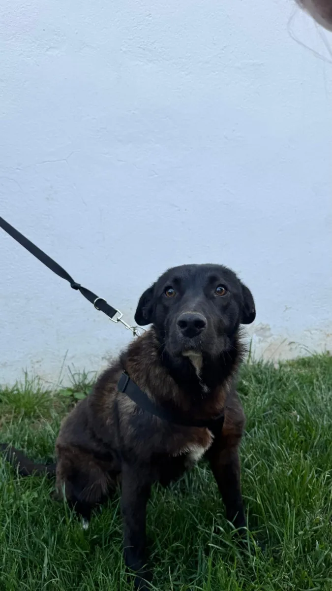 Ciccolina - Hund zur Adoption