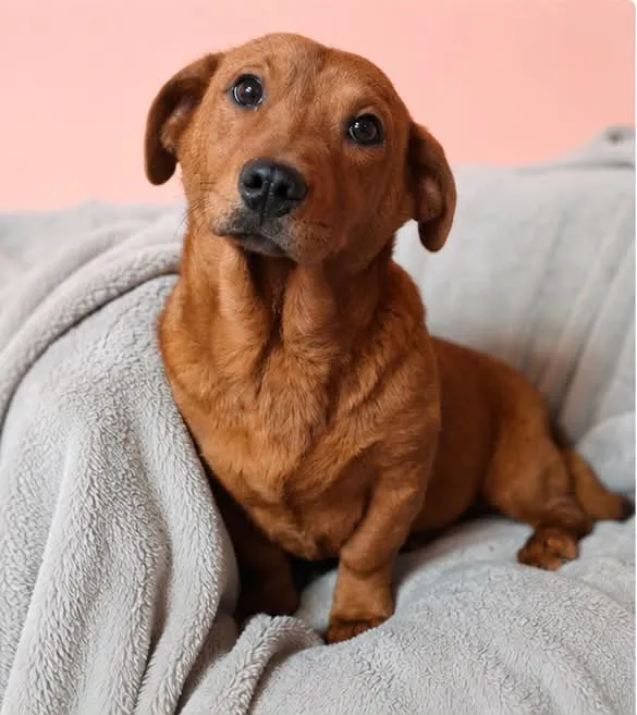 SMEE - Hund zur Adoption