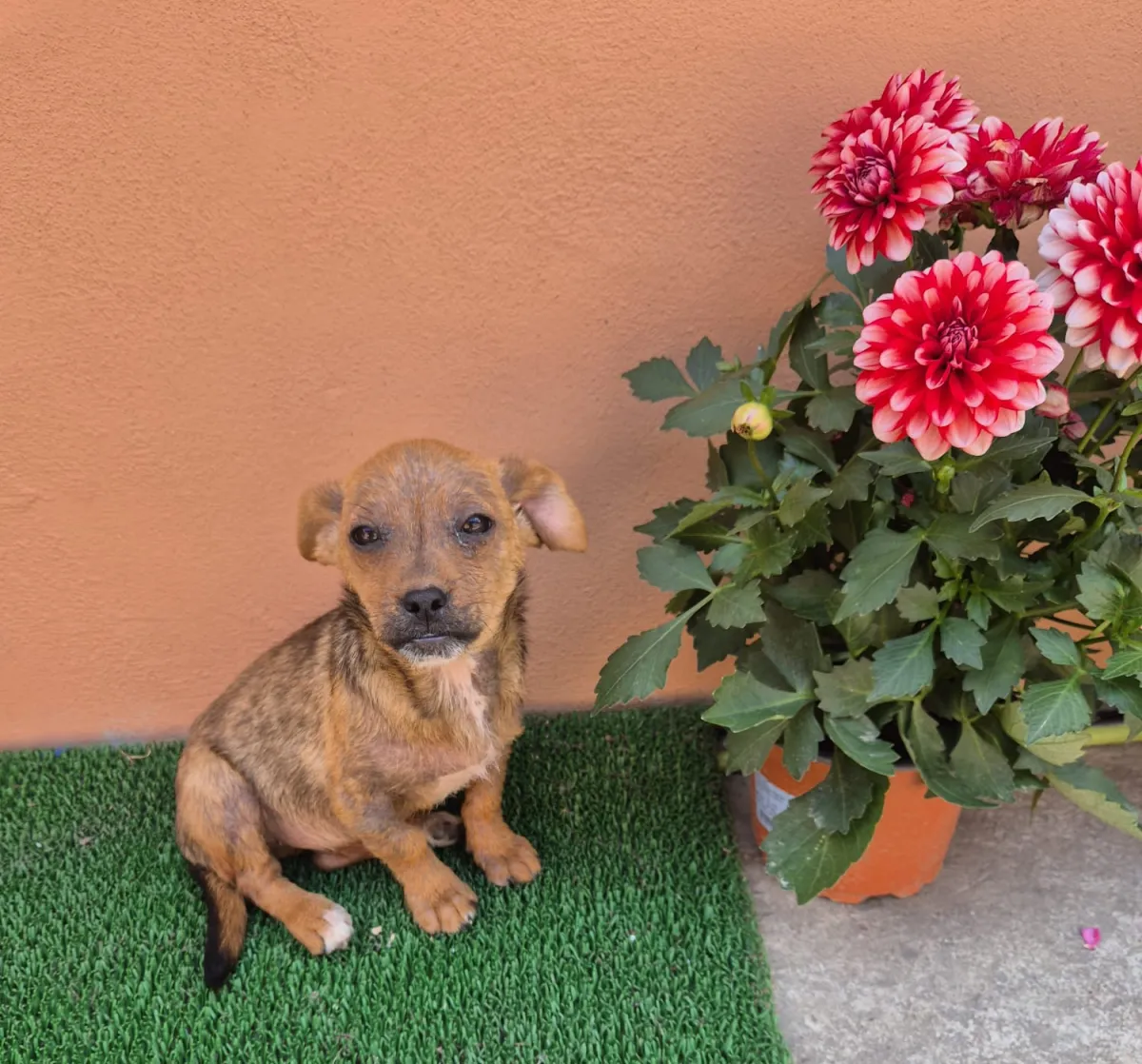 JOSY - Hund zur Adoption