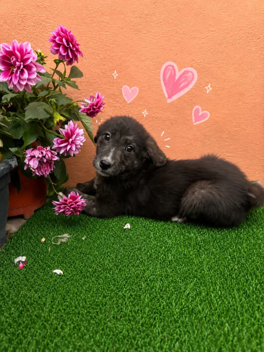 Maya Foto 4