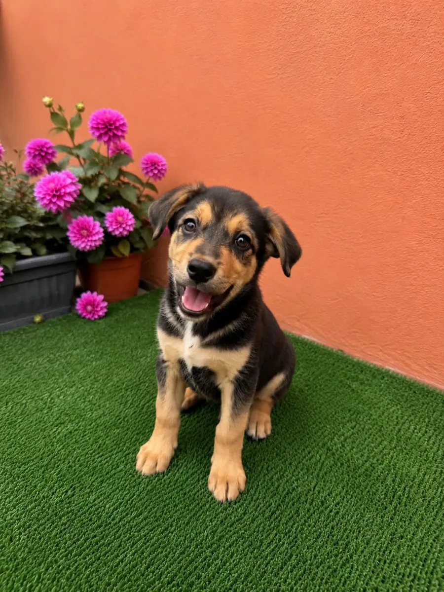Oscar Foto 3