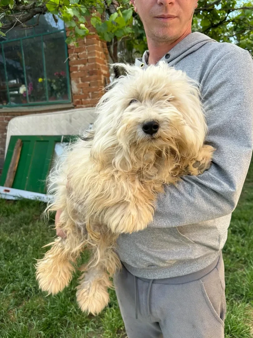 Freddy - Hund zur Adoption