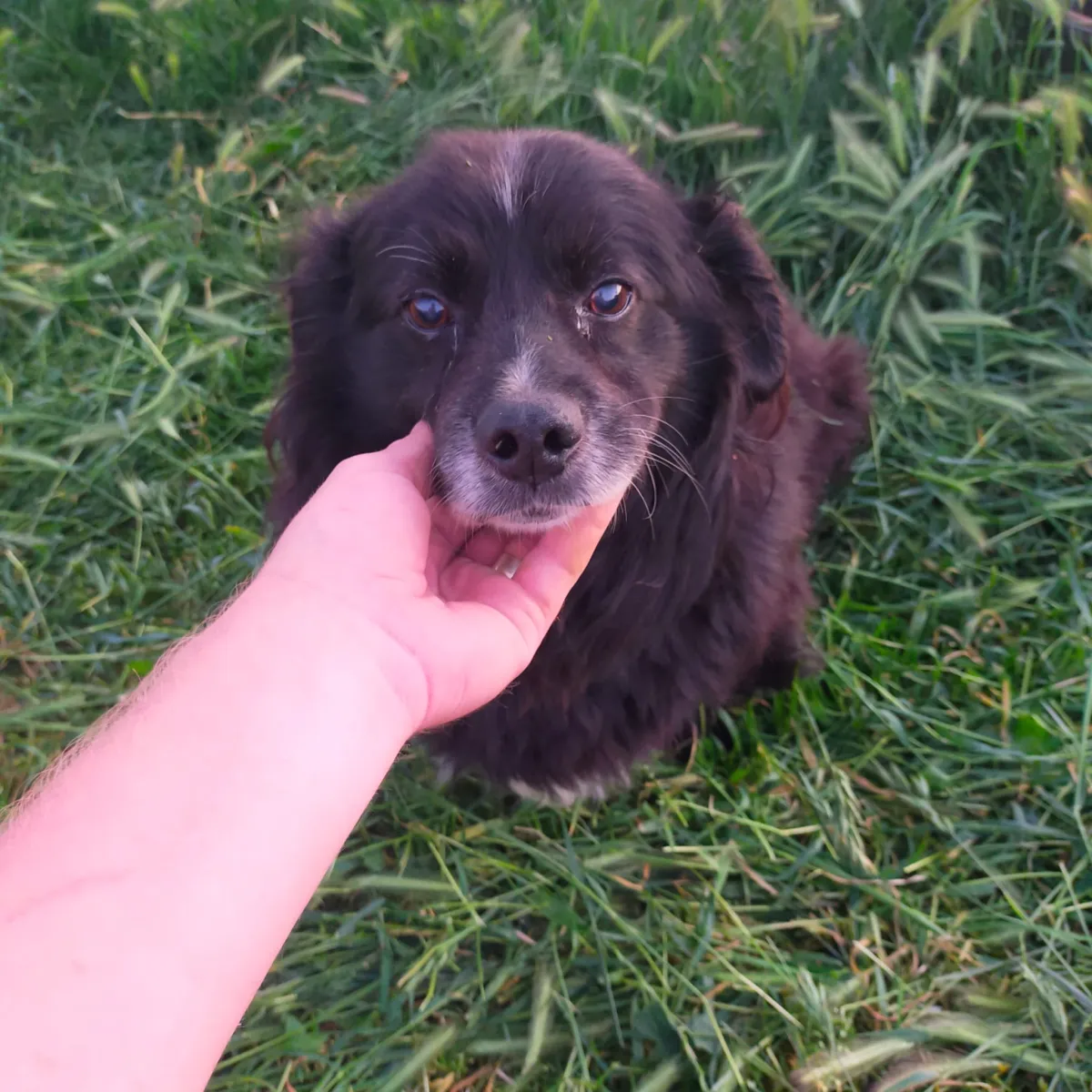 Gicu - Hund zur Adoption