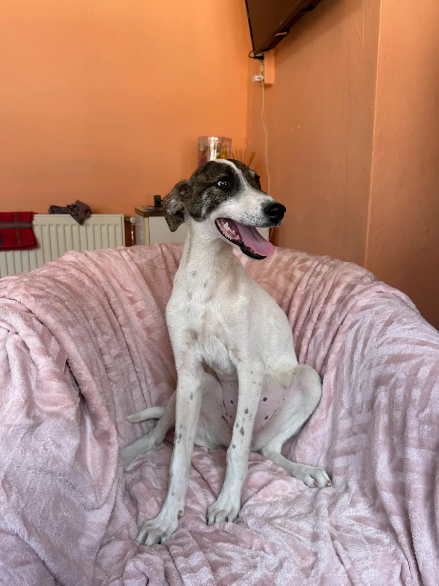 Sissi (2) - Hund zur Adoption