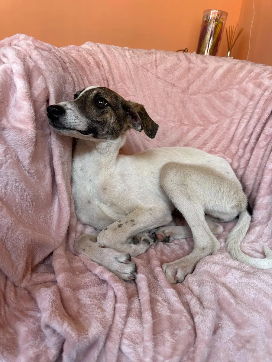 Sissi (2) Foto 2