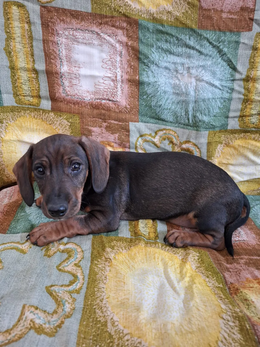 STROLCHI - Hund zur Adoption