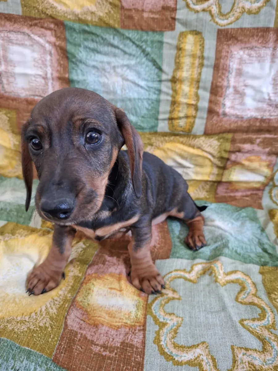 STROLCHI Foto 2