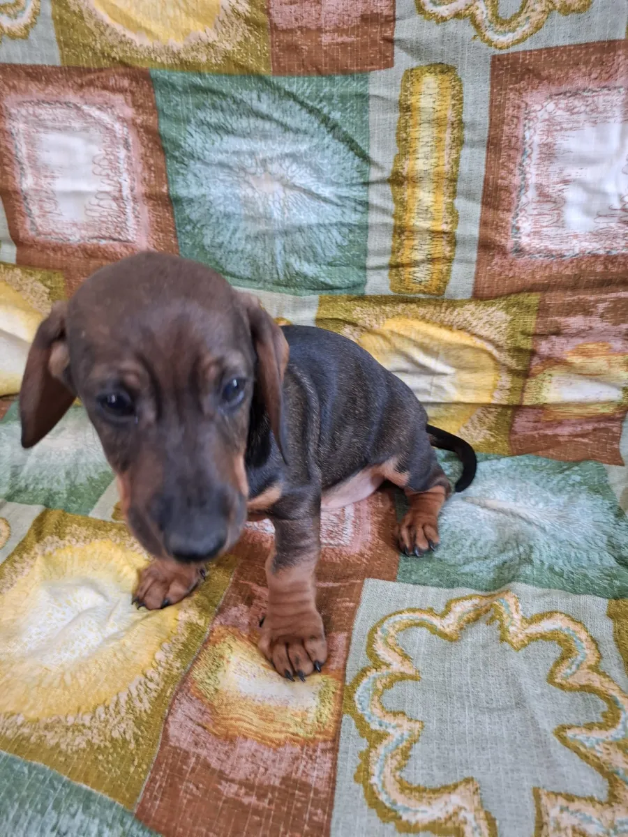 STROLCHI Foto 4