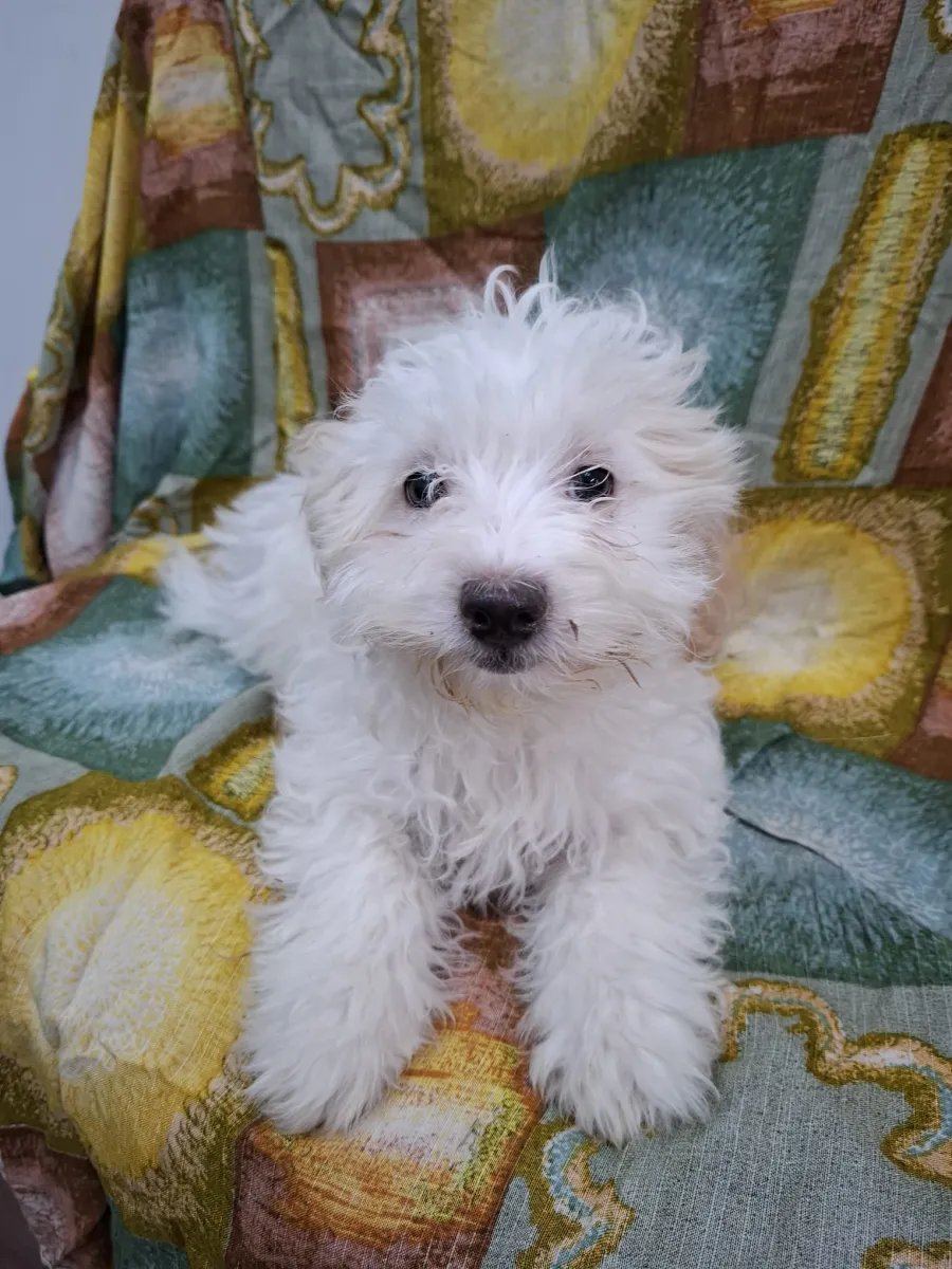 Rosalie - Hund zur Adoption