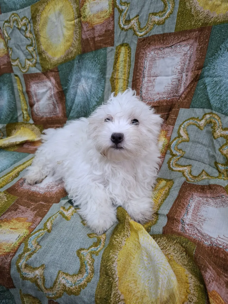 Ramona Foto 2
