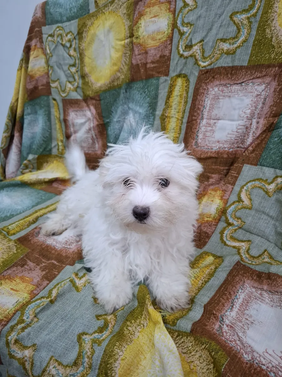 Ramona Foto 3