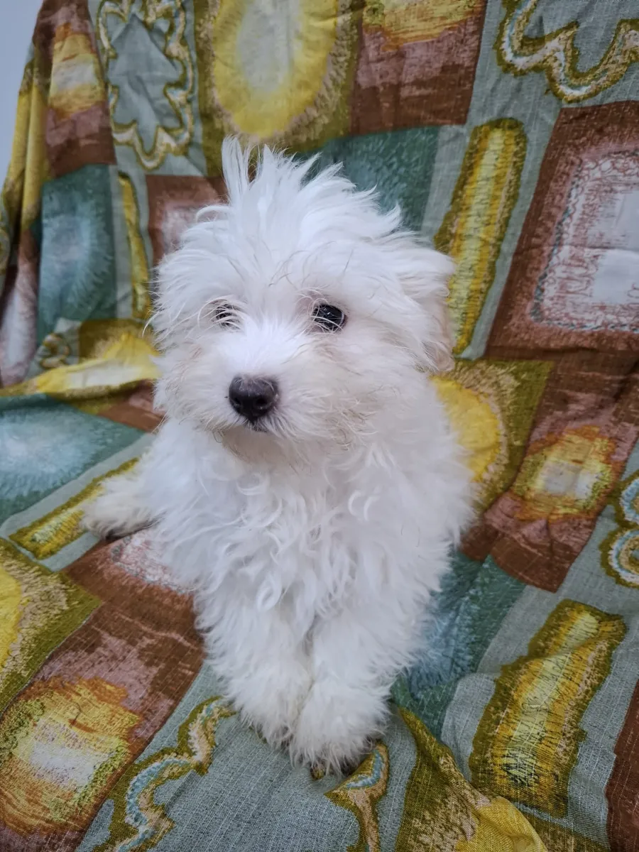 Ramona Foto 4