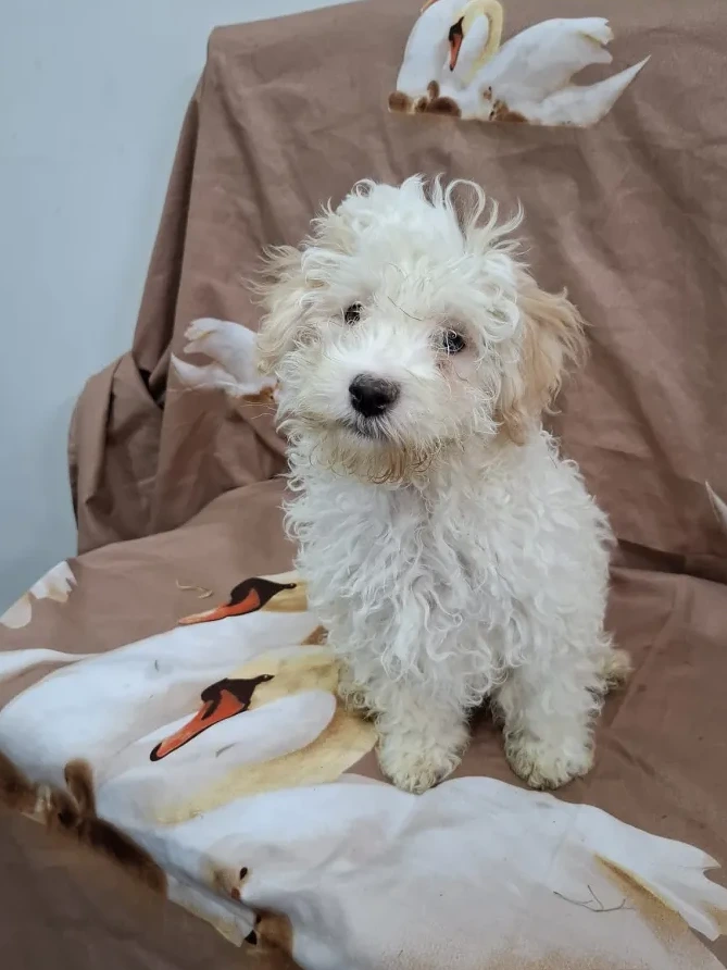 Benny Foto 1