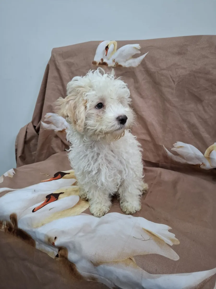 Benny Foto 2