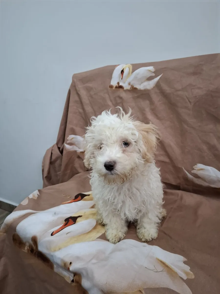 Benny Foto 3