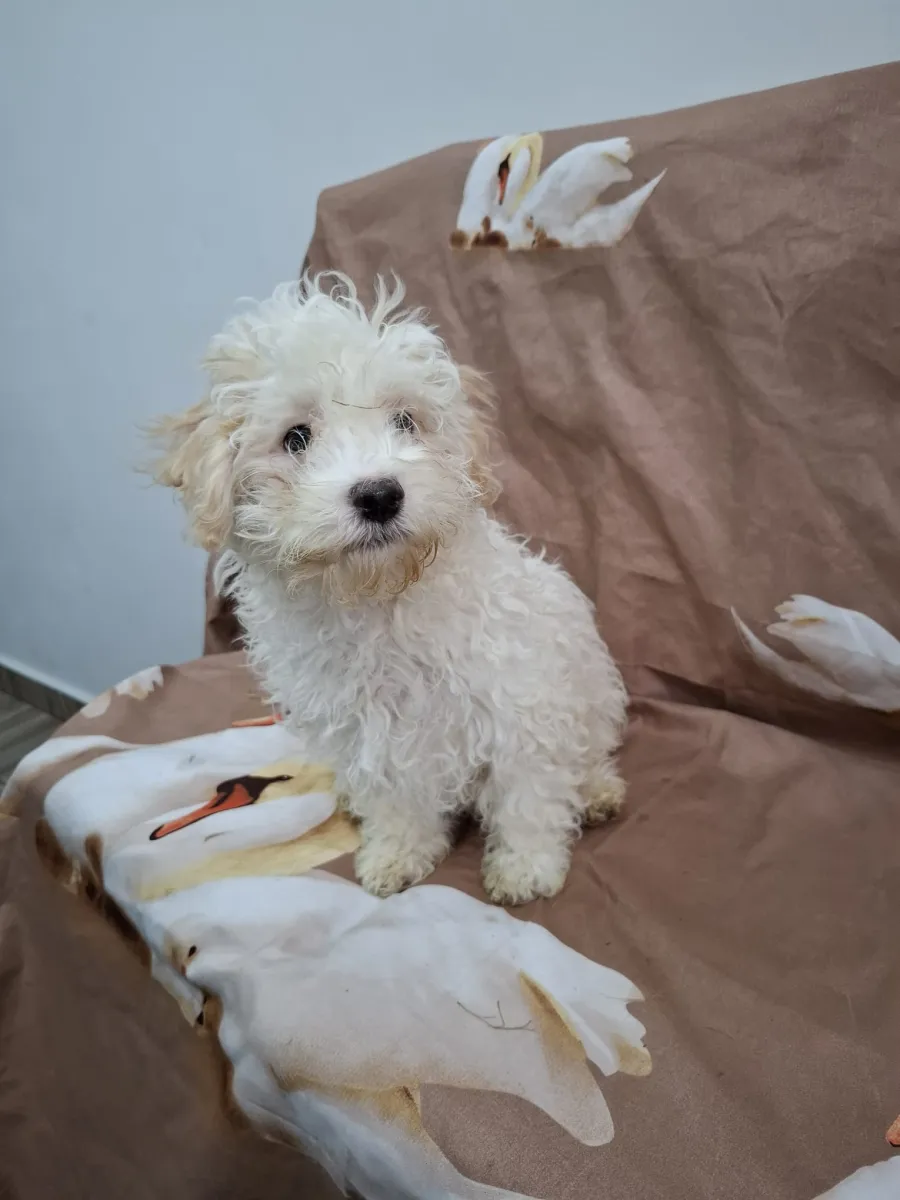 Benny Foto 4
