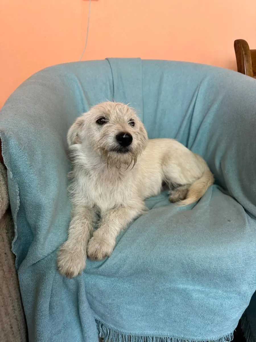 Scooby - Hund zur Adoption