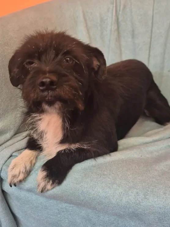 Sally - Hund zur Adoption