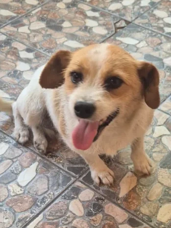 Nina  - Hund zur Adoption