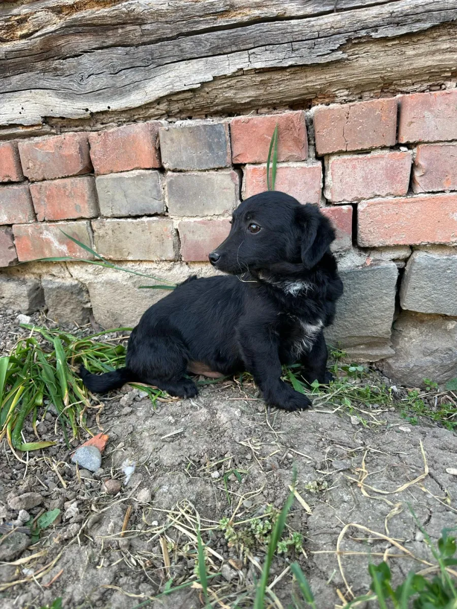 Lio Foto 1